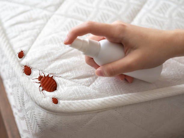 Best Ant Control Services  in City View, SC